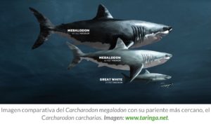 cuanto-mide-el-megalodon