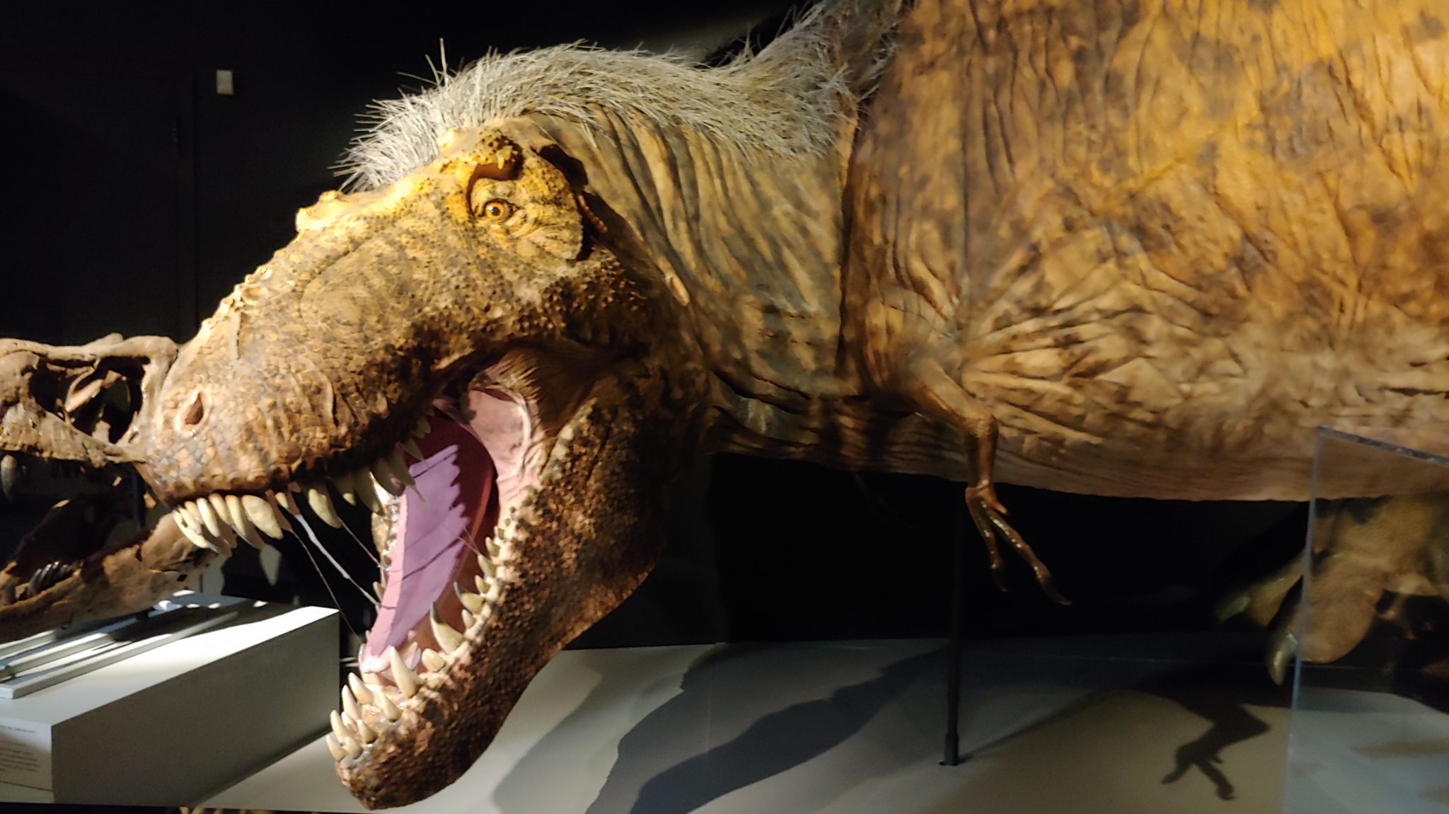 El Tyrannosaurus Rex bebé como nunca lo vimos