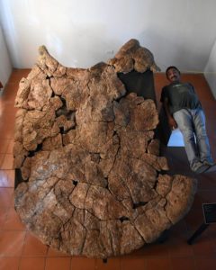 Fosil de Tortuga gigante