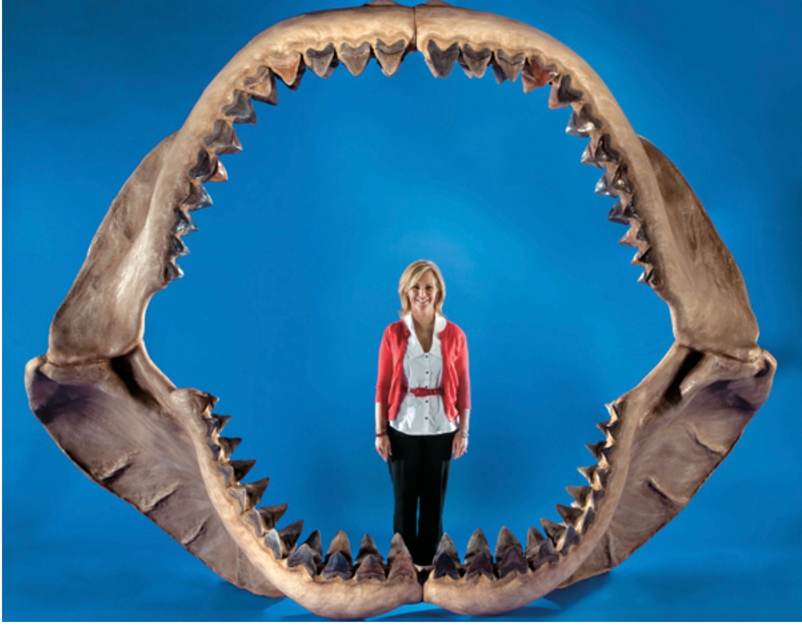 diente de megalodon el tiburon gigante